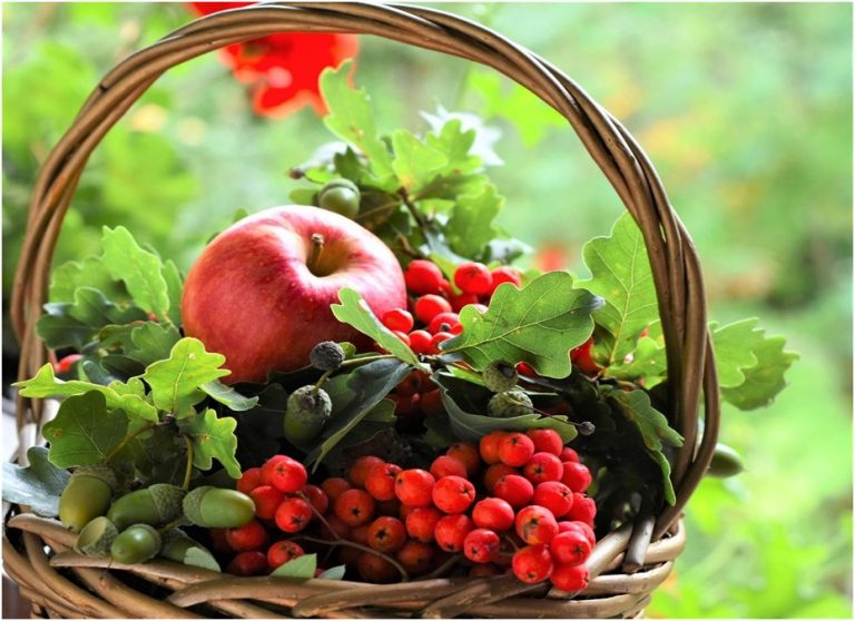 Where Can I Buy Fruits Basket In Singapore? Eco Life International